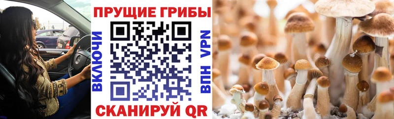 Псилоцибиновые грибы мухоморы  купить закладку  ОМГ ОМГ ссылки  Кириши 